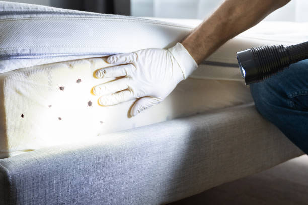  Hickory, NC Pest Control Pros