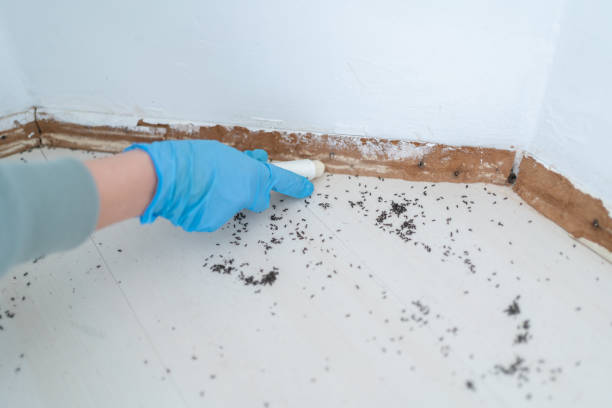 Best Pest Control Near Me  in Hickory, NC