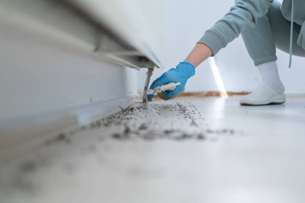 Best Insect Control  in Hickory, NC